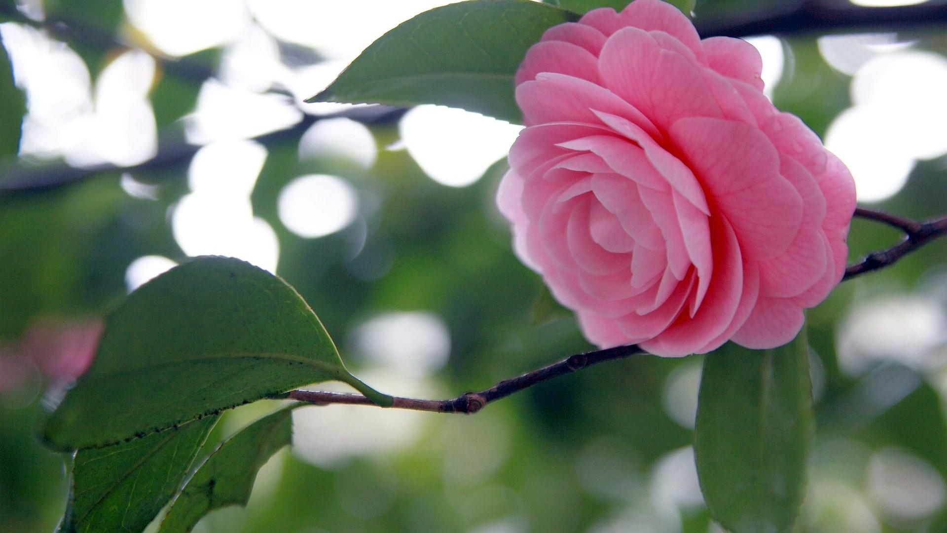 花都是花